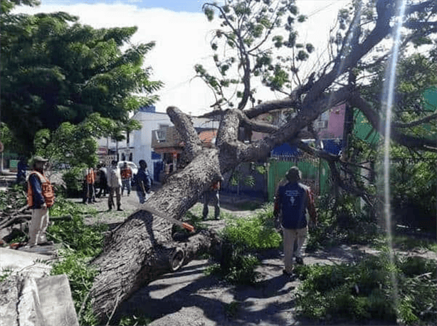 Multas 2025: ¿Cuál es la nueva sanción en Veracruz por talar árboles sin permiso?