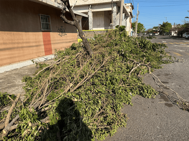 Vecinos denuncian tala ilegal y abandono de ramas en la colonia Formando Hogar