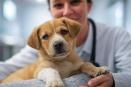 ¿Quieres lo mejor para tu perro? Evita estos errores