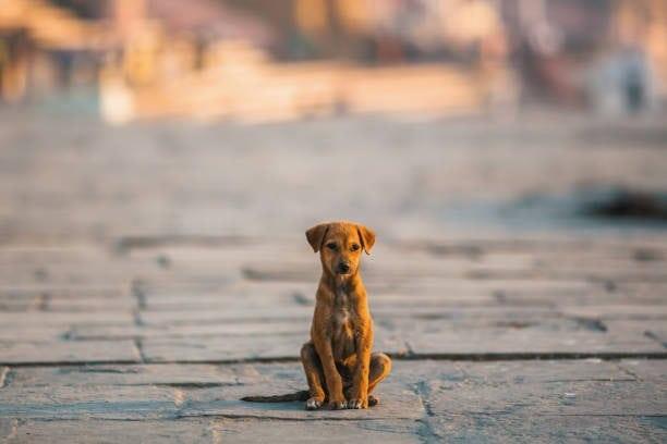 ¿Me pueden multar en Veracruz por levantar a un perrito de la calle y adoptarlo?