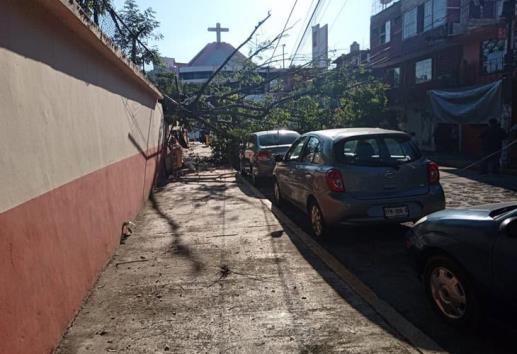 Enorme árbol se desploma dentro de un jardín de niños en Xalapa