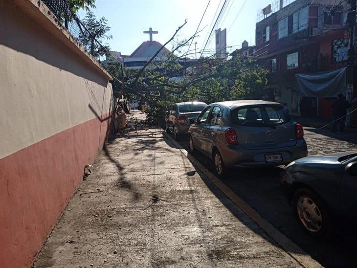 Enorme árbol se desploma dentro de un jardín de niños en Xalapa