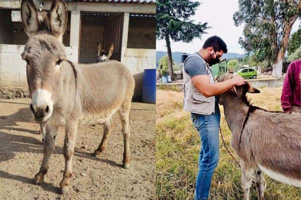 Burrolandia: ¿Cómo llegar desde Veracruz al santuario de los burritos? | Costos