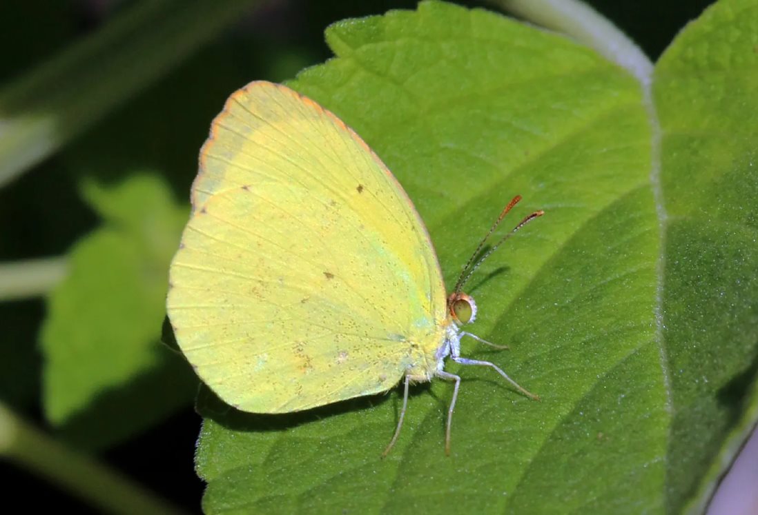 Especies migratorias comienzan a regresar a Veracruz