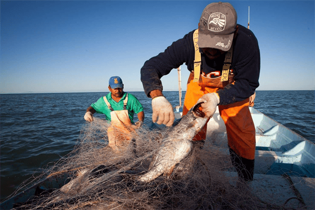 ¿Cuánto dinero gana un pescador en Veracruz al mes? Esto se sabe al respecto