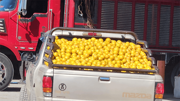 Disminuye producción de cítricos en el norte veracruzano, hasta más de setenta por ciento