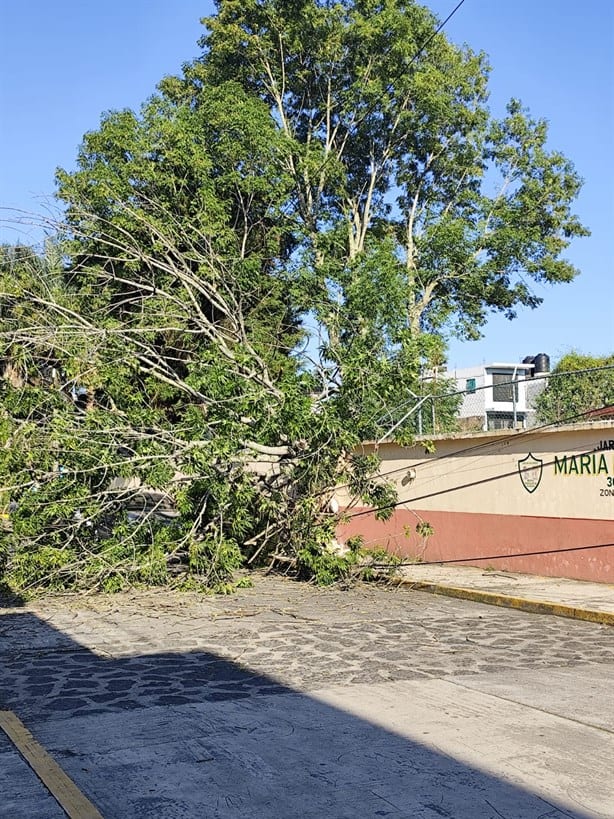 Enorme árbol se desploma dentro de un jardín de niños en Xalapa