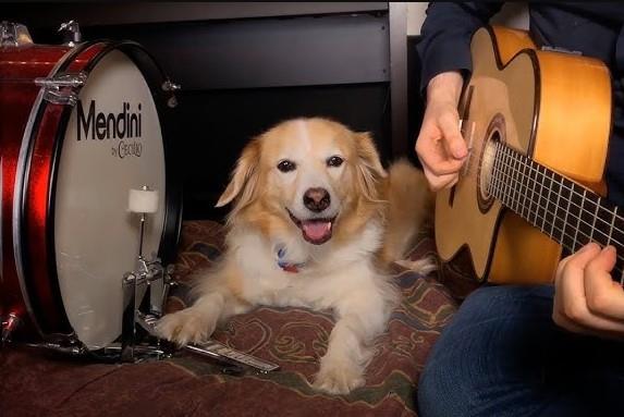 Él es Maple, el golden retriever que toca el tambor | VIDEO