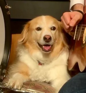 Él es Maple, el golden retriever que toca el tambor | VIDEO