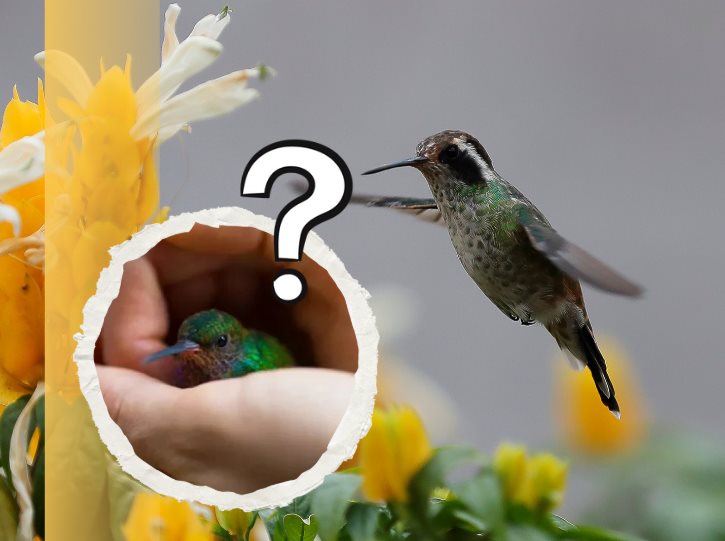 ¿Lo sabías?, este es el significado de los colibríes al visitar tu hogar