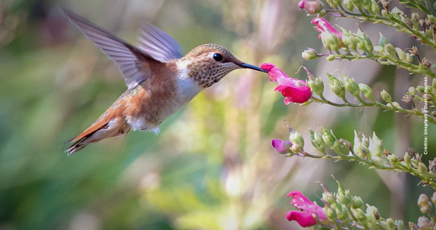 ¿Lo sabías?, este es el significado de los colibríes al visitar tu hogar