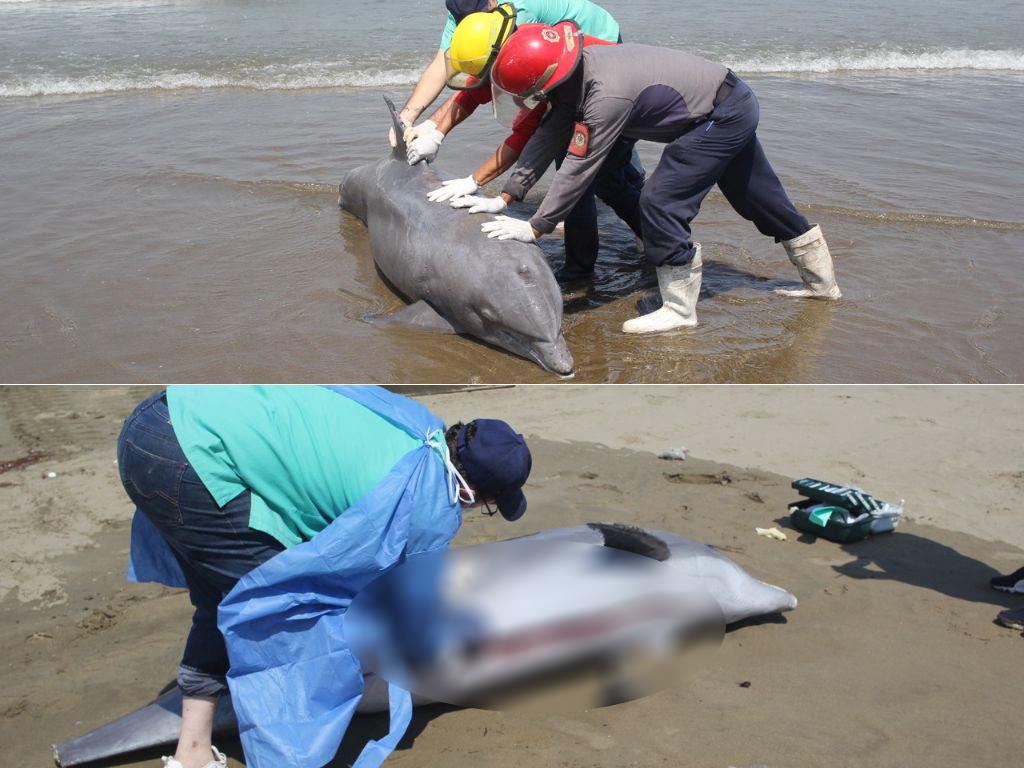 Muerte del delfín en Coatzacoalcos fue provocada, afirma reconocido veterinario