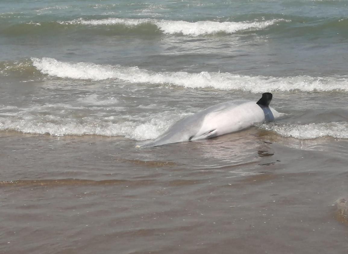 Delfín es localizado sin vida en playa de Coatzacoalcos