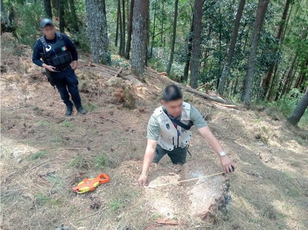 En Cofre de Perote, decomisan madera y detienen a 2 por tala ilegal