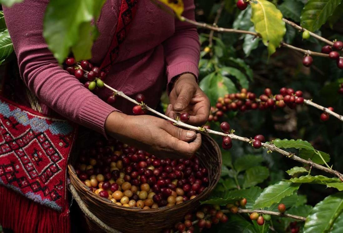 Gobierno trabaja con productores de café en México para mejorar precios