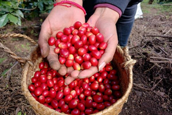 Veracruz, segundo lugar en producción nacional de café