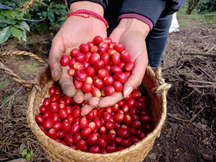 Veracruz, segundo lugar en producción nacional de café