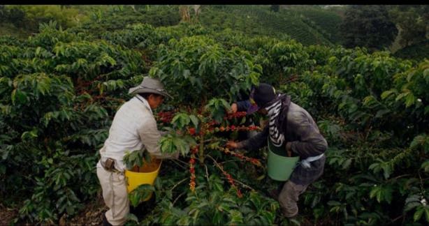 Veracruz, segundo lugar en producción nacional de café