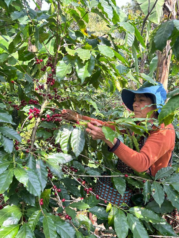 Veracruz, segundo lugar en producción nacional de café