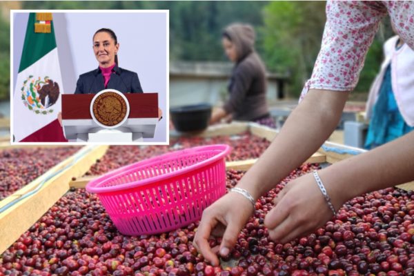 Gobierno federal busca acuerdo con distribuidores y productores de café