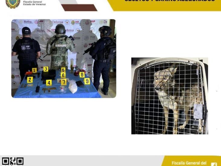 En operativo en Córdoba aseguran estupefacientes, armas y un coyote