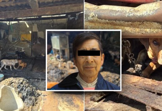 ¡Guaguacoa! Descubren venta de carne de perro y rescatan a más de 100 lomitos en Edomex