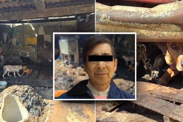 ¡Guaguacoa! Descubren venta de carne de perro y rescatan a más de 100 lomitos en Edomex