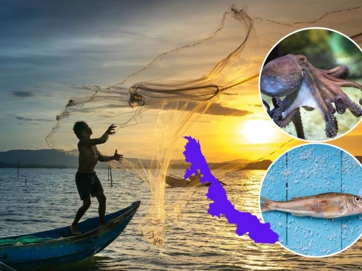 Pesca: Estas son las especies que pueden capturarse en Veracruz a partir de marzo