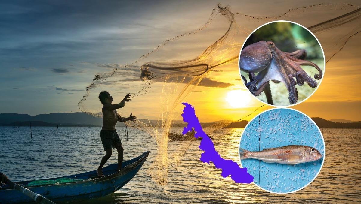 Pesca: Estas son las especies que pueden capturarse en Veracruz a partir de marzo