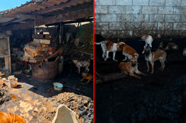 ¡Guaguacoa! Descubren venta de carne de perro y rescatan a más de 100 lomitos en Edomex