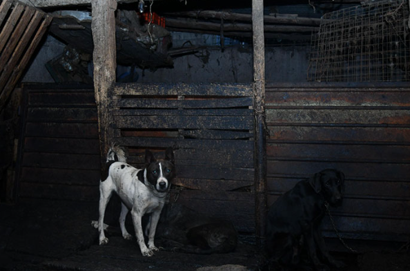 ¡Guaguacoa! Descubren venta de carne de perro y rescatan a más de 100 lomitos en Edomex