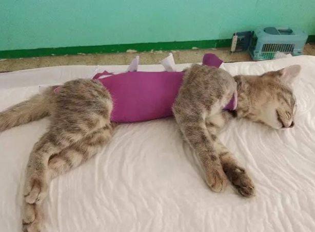 Activistas independientes llevarán a cabo una campaña de esterilización de perros y gatos en Boca del Río