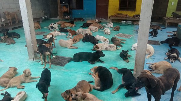 Piden apoyo para atender a perros con cáncer en Veracruz