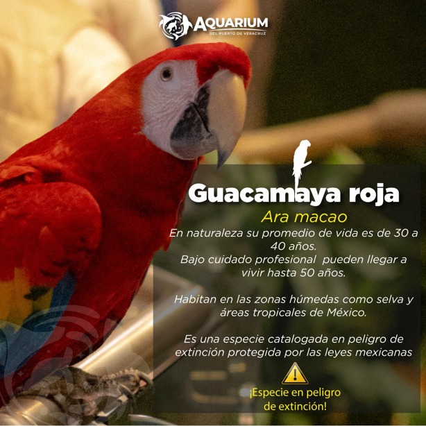 Aquarium de Veracruz: ¿Qué día de marzo podrás ver gratis a las guacamayas rojas?