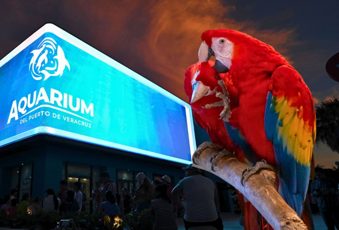 Aquarium de Veracruz: ¿Qué día de marzo podrás ver gratis a las guacamayas rojas?