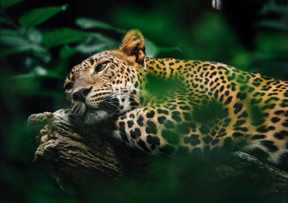 ¿Por qué el 3 de marzo es el Día Mundial de la Vida Silvestre?
