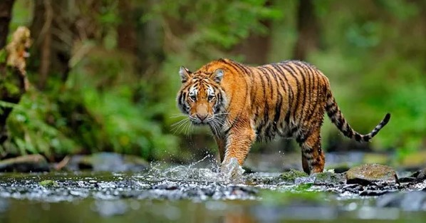 ¿Por qué el 3 de marzo es el Día Mundial de la Vida Silvestre?