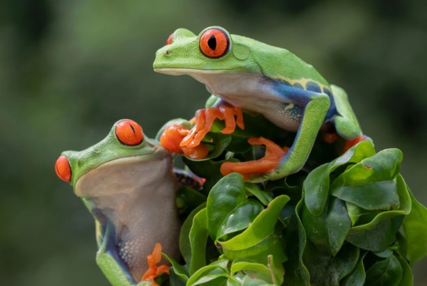 ¿Por qué el 3 de marzo es el Día Mundial de la Vida Silvestre?