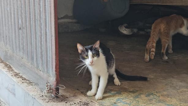 ¡Eran 50 felinos! Rescatan a gatos de vivienda abandonada de Poza Rica