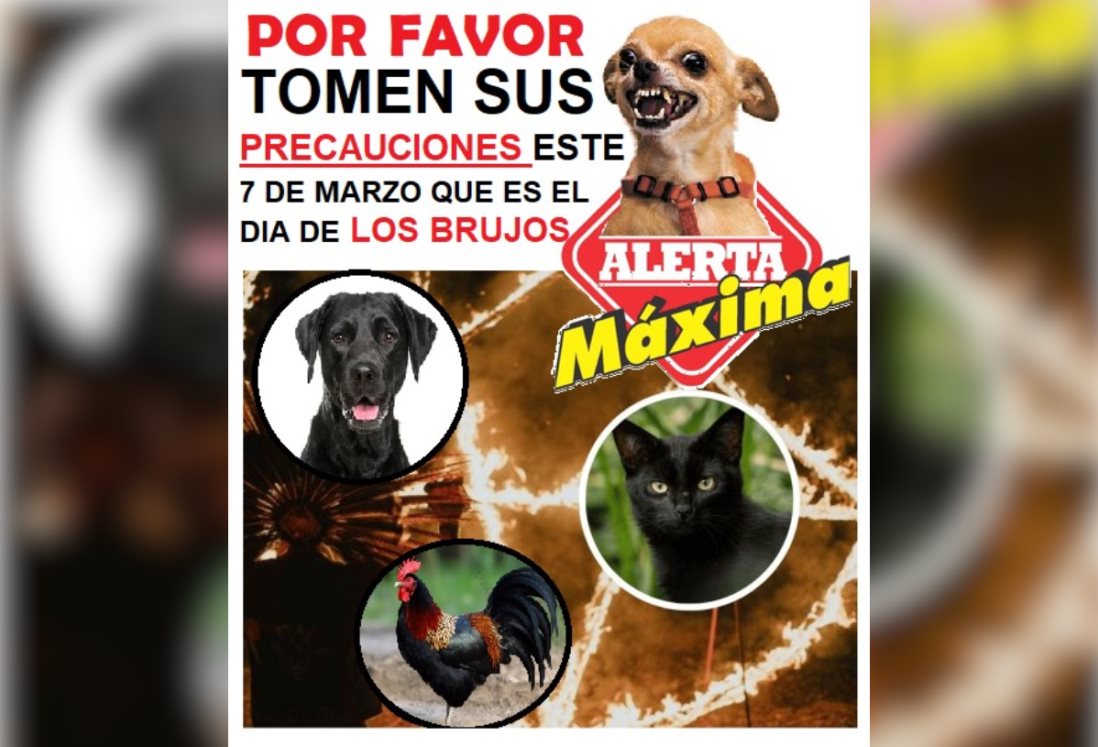 Piden no regalar perros ni gatos ante riesgo de sacrificios en Veracruz