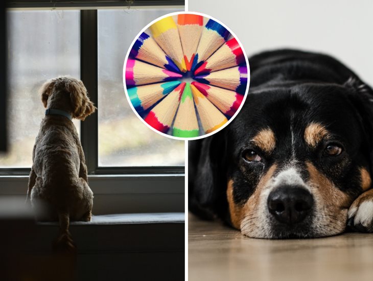 ¿Qué colores pueden ver los perros?; esto dice la ciencia