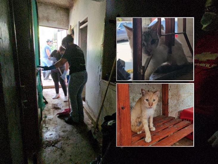¡Eran 50 felinos! Rescatan a gatos de vivienda abandonada de Poza Rica