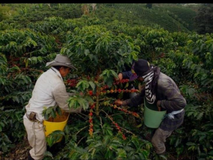 Cafetaleros de Veracruz exigen precio de referencia para el café cereza