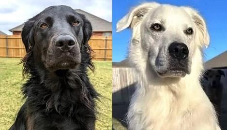 Un perro negro se vuelve blanco; esta es la enfermedad que padece