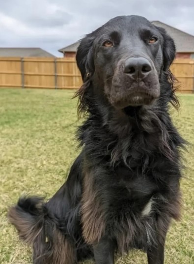 Un perro negro se vuelve blanco; esta es la enfermedad que padece