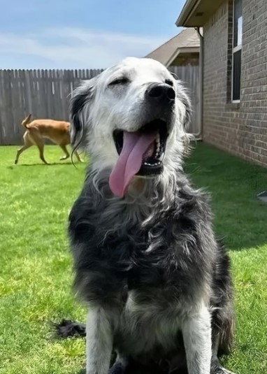 Un perro negro se vuelve blanco; esta es la enfermedad que padece