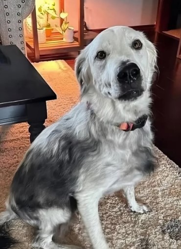 Un perro negro se vuelve blanco; esta es la enfermedad que padece