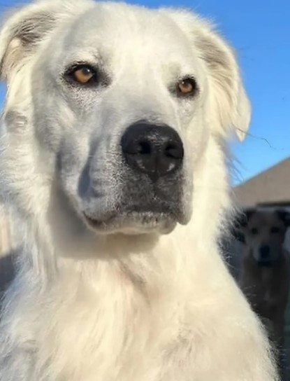 Un perro negro se vuelve blanco; esta es la enfermedad que padece