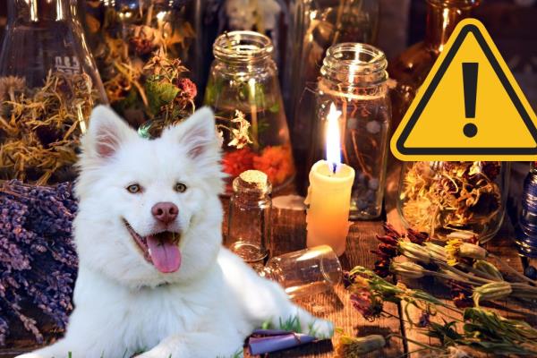 ¿Por qué no recomiendan en marzo dar en adopción a perros en Veracruz?