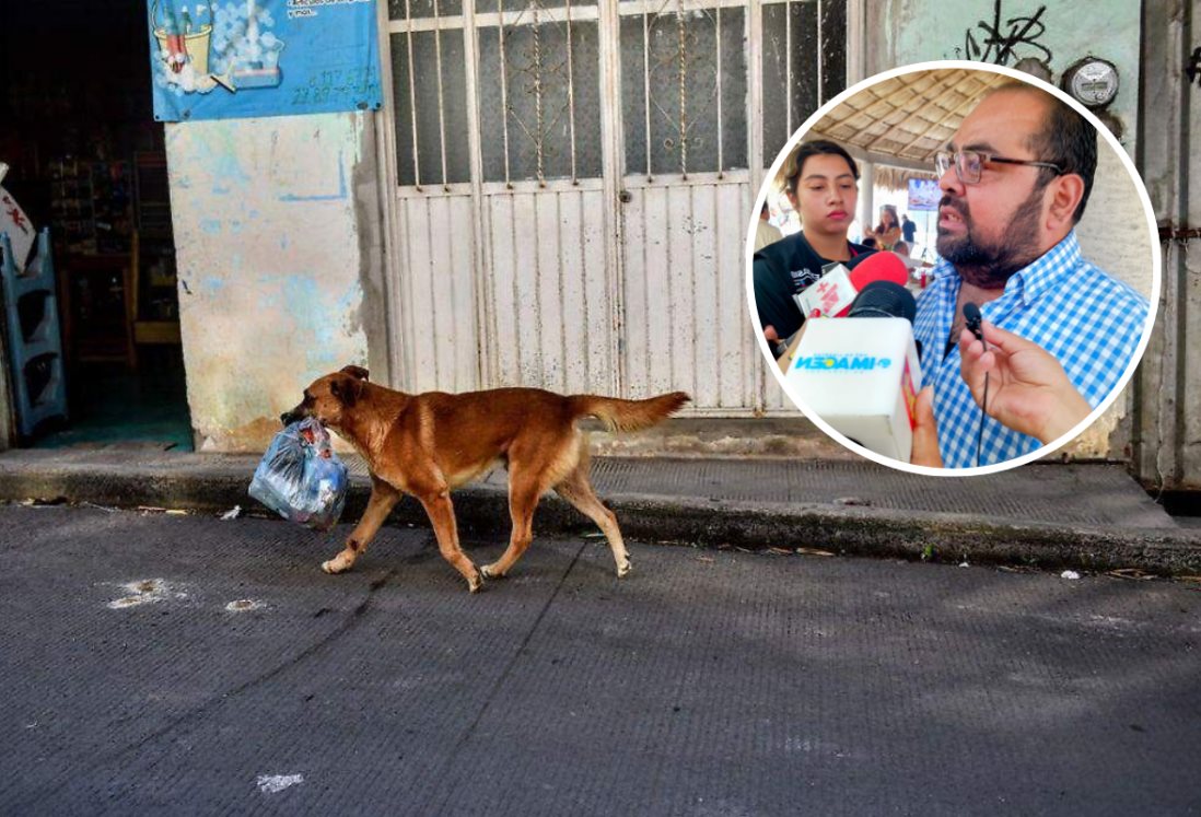 Van 300 animales víctimas de maltrato rescatados desde 2022 a la fecha en Veracruz